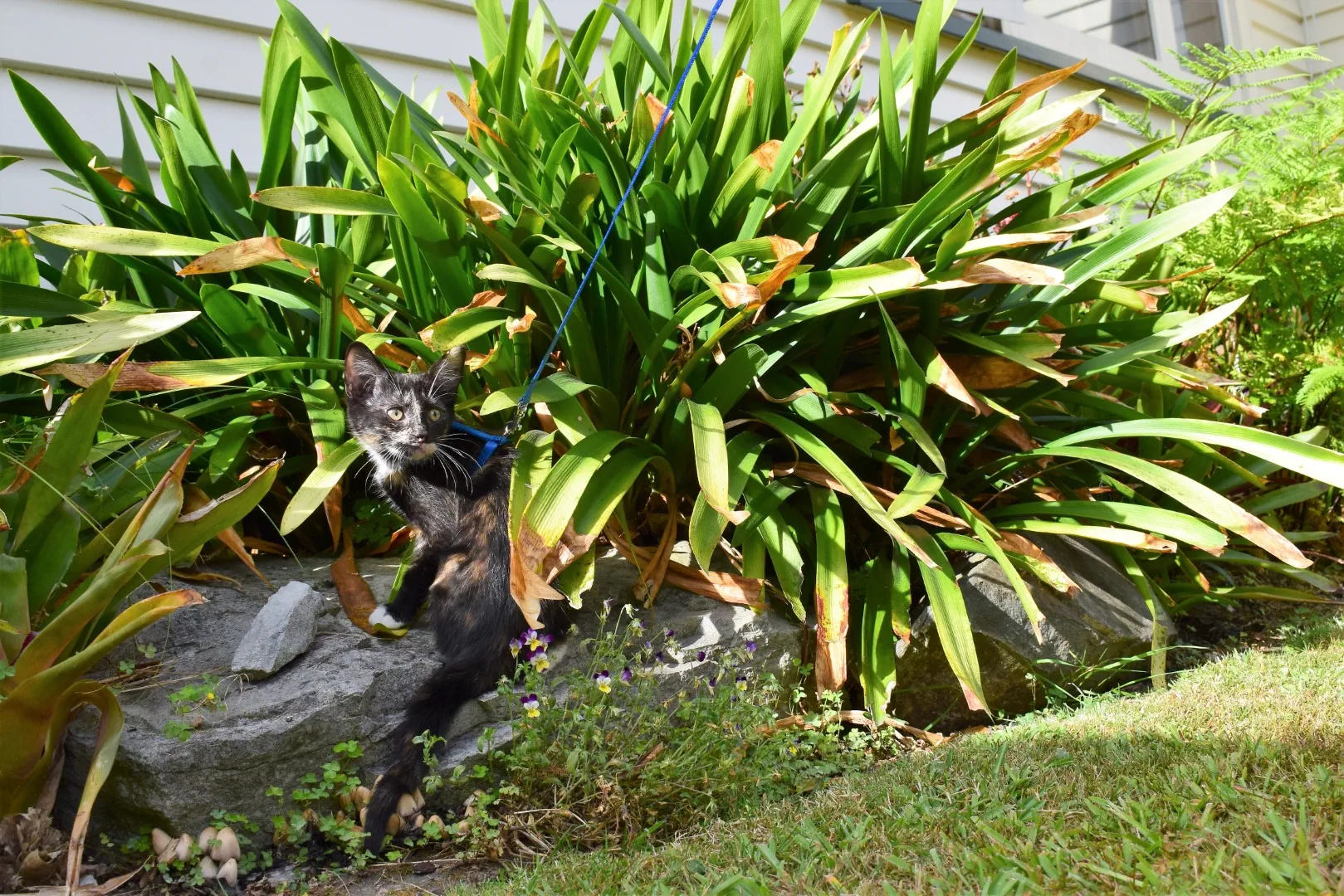Ferne explores the garden big girl 8 feb 2020